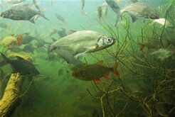 Akvárium Pod hladinou Vltavy