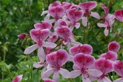 Pelargonie