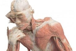 The Human Body exhibition